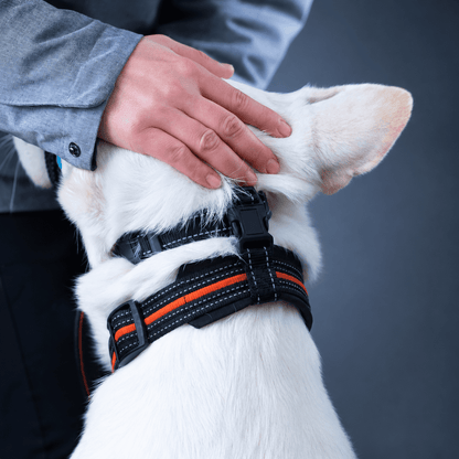 Padded Dog Head Halter in Black Nylon, Size 2 with Reflective Stitching - Image 5